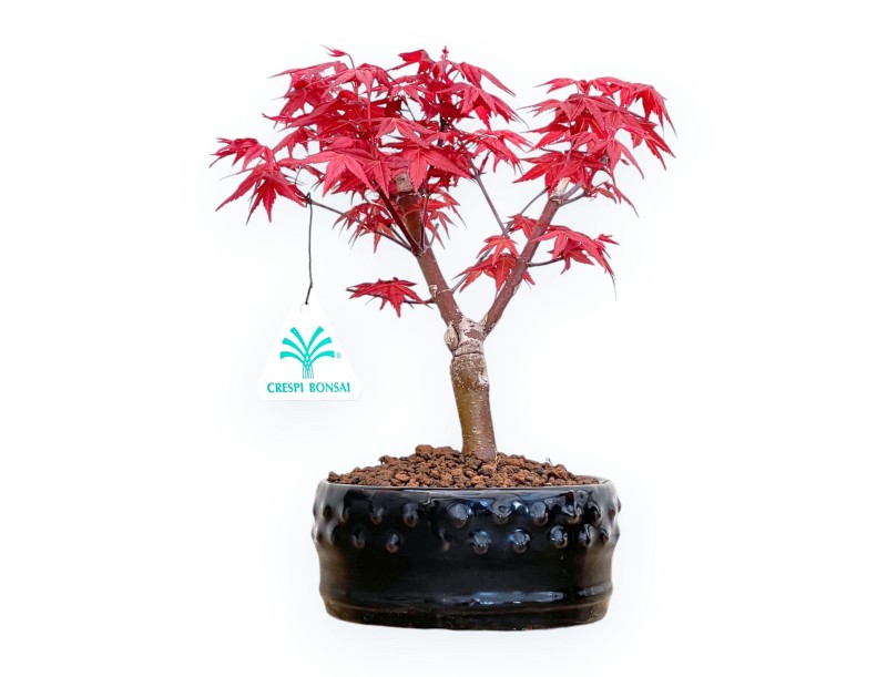 Acer Palmatum Deshojo - Érable - de 22 à 28 cm