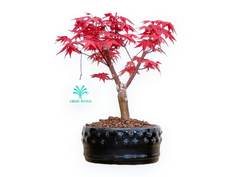 Acer Palmatum Deshojo - Maple - from 22 to 28 cm