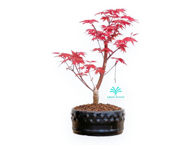 Acer Palmatum Deshojo - Arce - de 22 a 28 cm