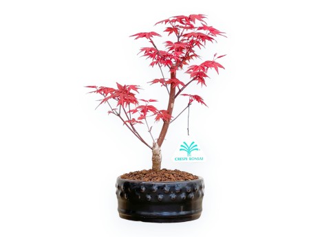 Acer Palmatum Deshojo - Esdoorn - van 22 tot 28 cm