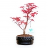 Acer Palmatum Deshojo - Érable - de 22 à 28 cm