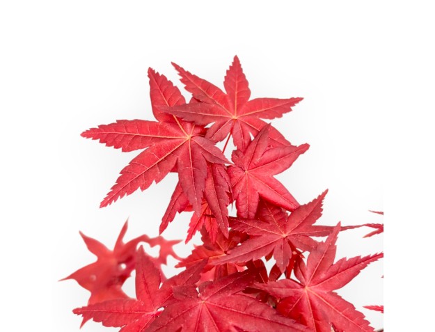 Acer Palmatum Deshojo - Érable - de 22 à 28 cm 2