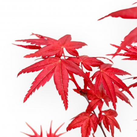 Acer Palmatum Deshojo - Acero - da 22 a 28 cm