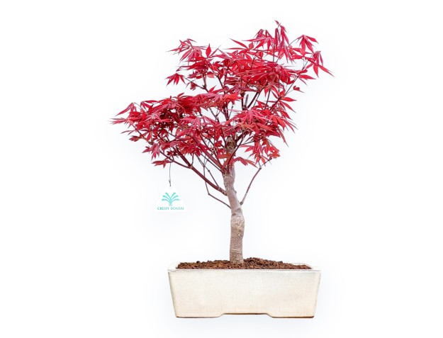 Acer Palmatum Nomura - Arce - 41 cm