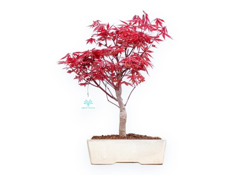 Acer Palmatum Nomura - Esdoorn - 41 cm