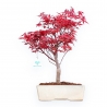Acer Palmatum Nomura - Érable - 41 cm