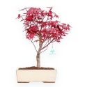 Acer Palmatum Nomura - Érable - 41 cm