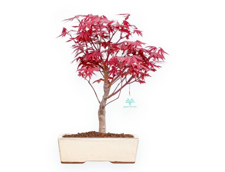 Acer Palmatum Nomura - Esdoorn - 41 cm