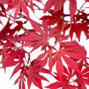 Acer Palmatum Nomura - Érable - 41 cm