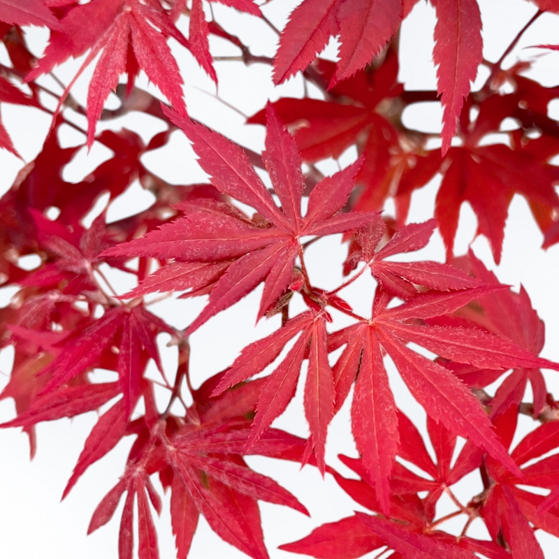 Acer Palmatum Nomura - Érable - 41 cm