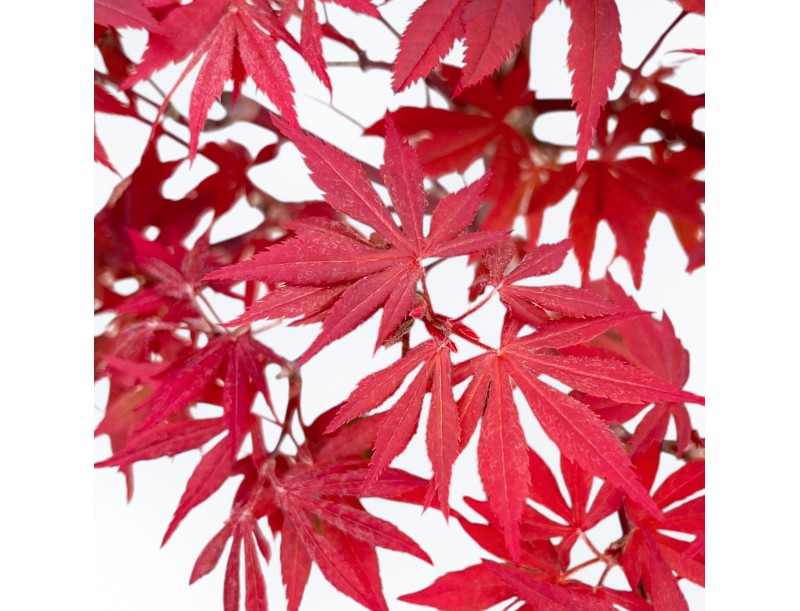 Acer Palmatum Nomura - Maple - 41 cm