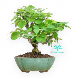 Lonicera - 21 cm