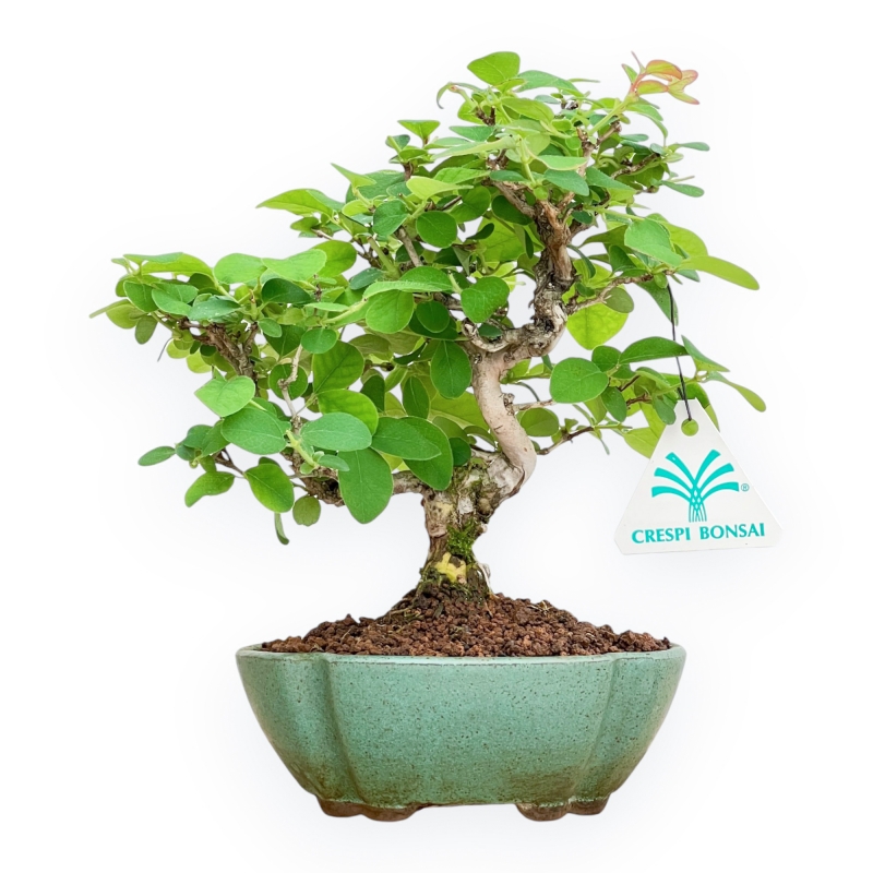 Lonicera - 21 cm
