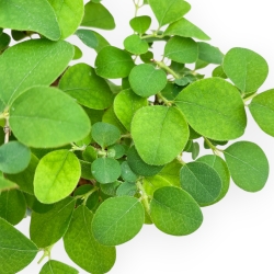 Lonicera - 21 cm