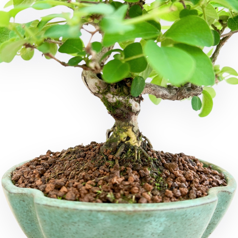 Lonicera - 21 cm