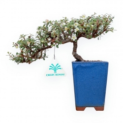 Cotoneaster Horizontalis - Cotognastro - 21 cm