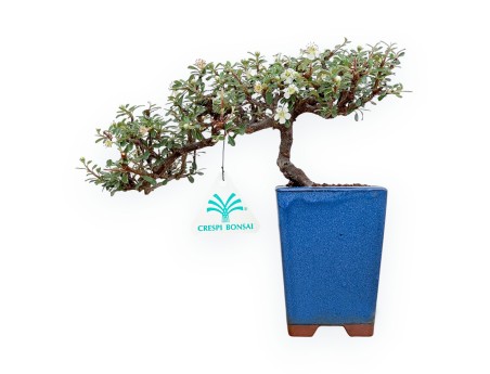 Cotoneaster Horizontalis - 21 cm