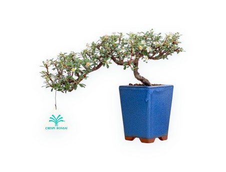 Cotoneaster Horizontalis - Cotognastro - 21 cm