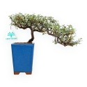 Cotoneaster Horizontalis - Cotognastro - 21 cm