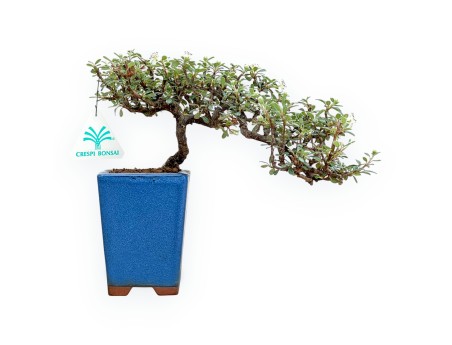 Cotoneaster Horizontalis - Cotognastro - 21 cm