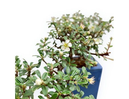 Cotoneaster Horizontalis - 21 cm