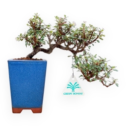 Cotoneaster Horizontalis - 20 cm