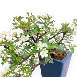 Osteomeles Anthyllidifolia - 22 cm