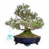 Serissa Japonica - Serissa - 22 cm