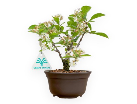 Pourthiaea Villosa - 21 cm