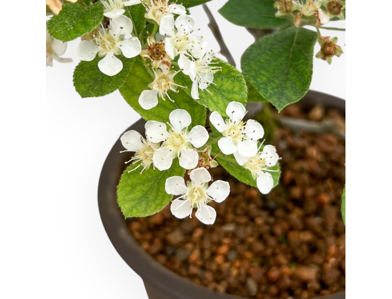 Pourthiaea Villosa - 21 cm