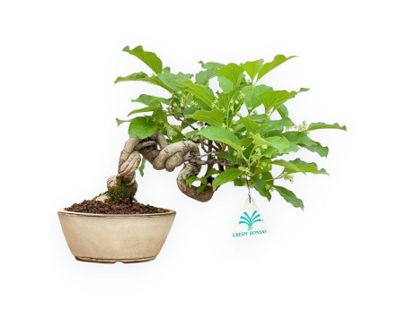 Celastrus Orbiculatus - Rundblättriger Baumwürger - 22 cm