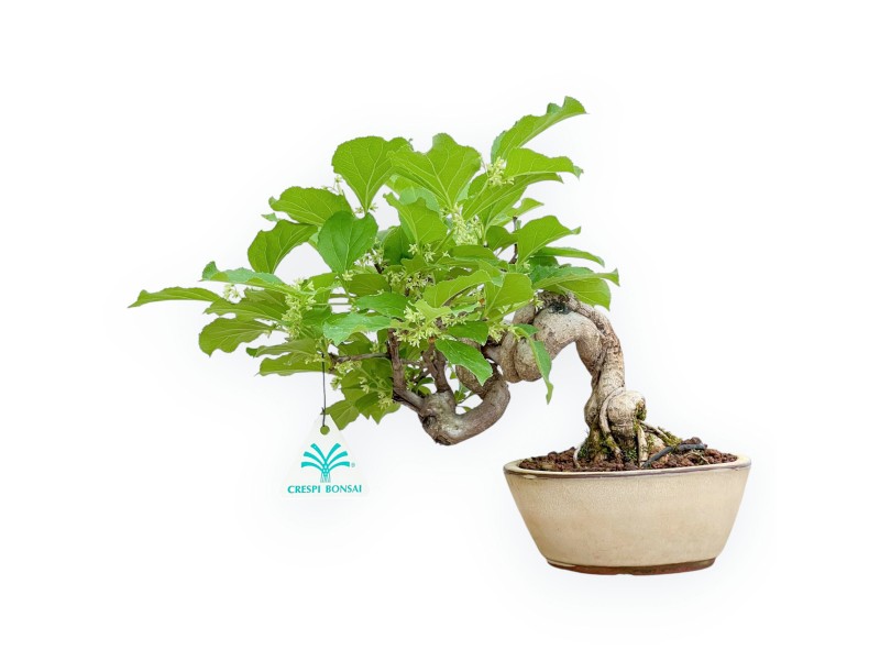 Celastrus Orbiculatus - Oriental Bittersweet - 22 cm