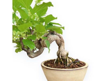 Celastrus Orbiculatus - Celastro - 22 cm