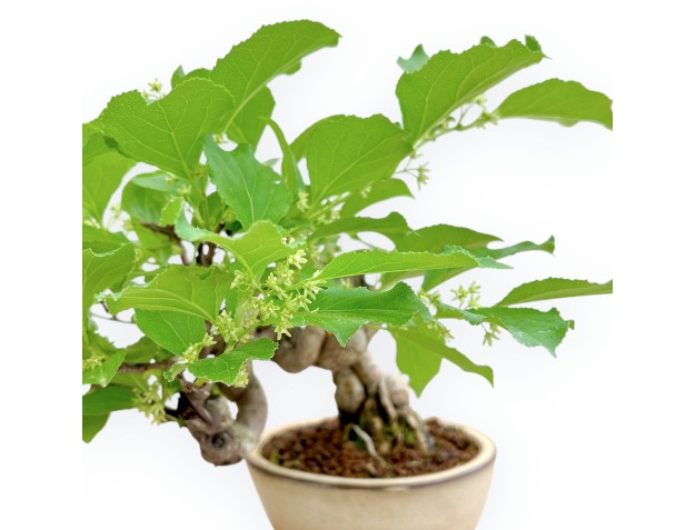 Celastrus Orbiculatus - Claustro Oriental Agridulce - 22 cm 2