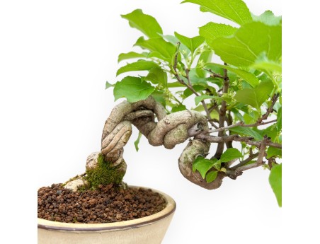 Celastrus Orbiculatus - Celastro - 22 cm