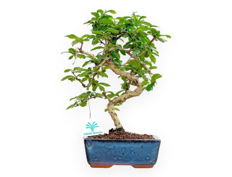 Carmona Macrophylla - Pianta del tè - 33 cm