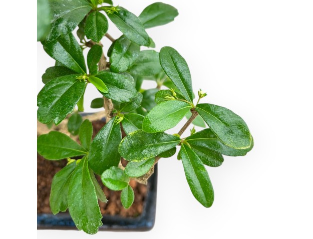 Carmona Macrophylla - Planta de té - 36 cm 2