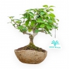 Lonicera - 20 cm