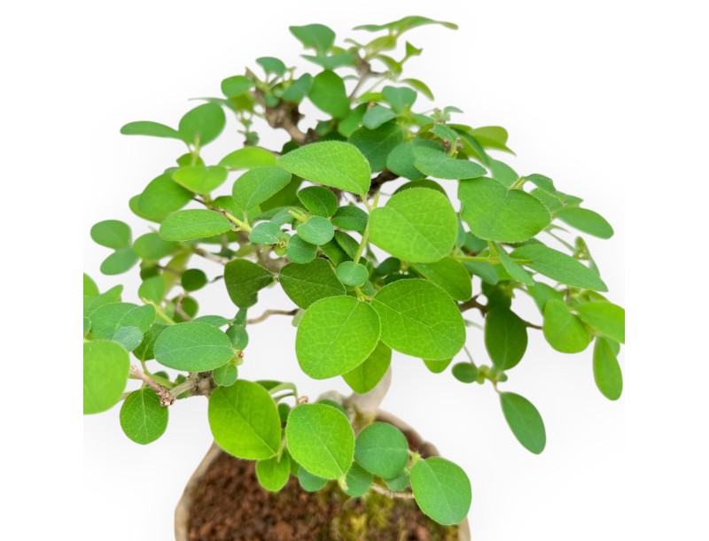 Lonicera - 20 cm