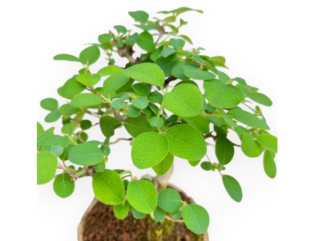 Lonicera - 20 cm