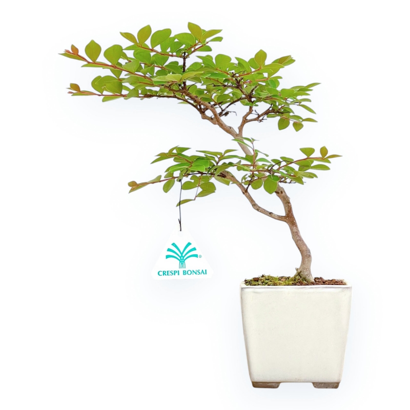 Lagerstroemia - Mirto Crespo - 28 cm