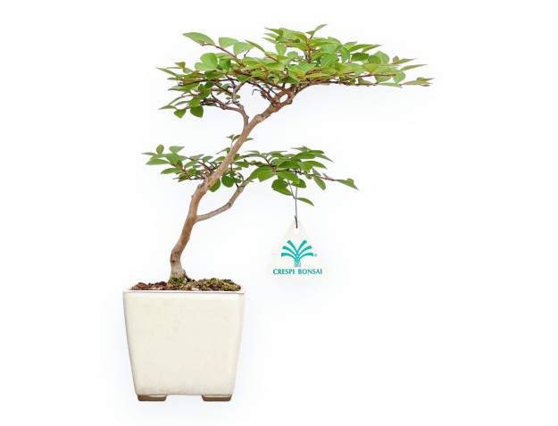 Lagerstroemia - Kreppmyrte - 28 cm