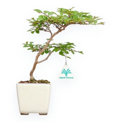 Lagerstroemia - Mirto Crespo - 28 cm