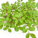 Lagerstroemia - Mirto Crespo - 28 cm