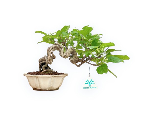 Celastrus Orbiculatus - Claustro Oriental Agridulce - 19 cm