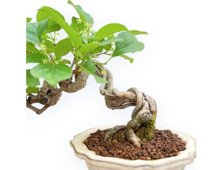 Celastrus Orbiculatus - Bourreau des Arbres - 19 cm