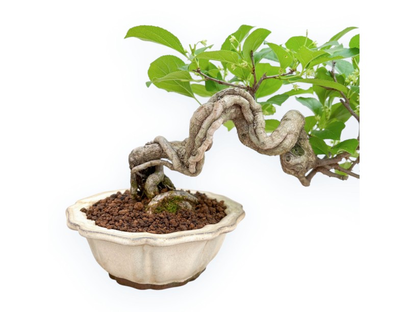 Celastrus Orbiculatus - Claustro Oriental Agridulce - 19 cm