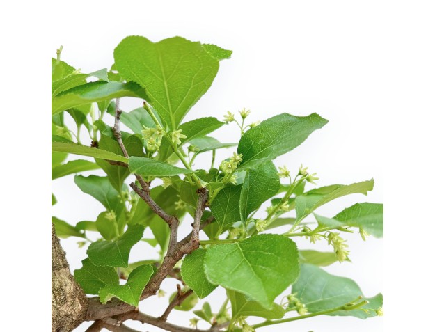 Celastrus Orbiculatus - Claustro Oriental Agridulce - 19 cm 2