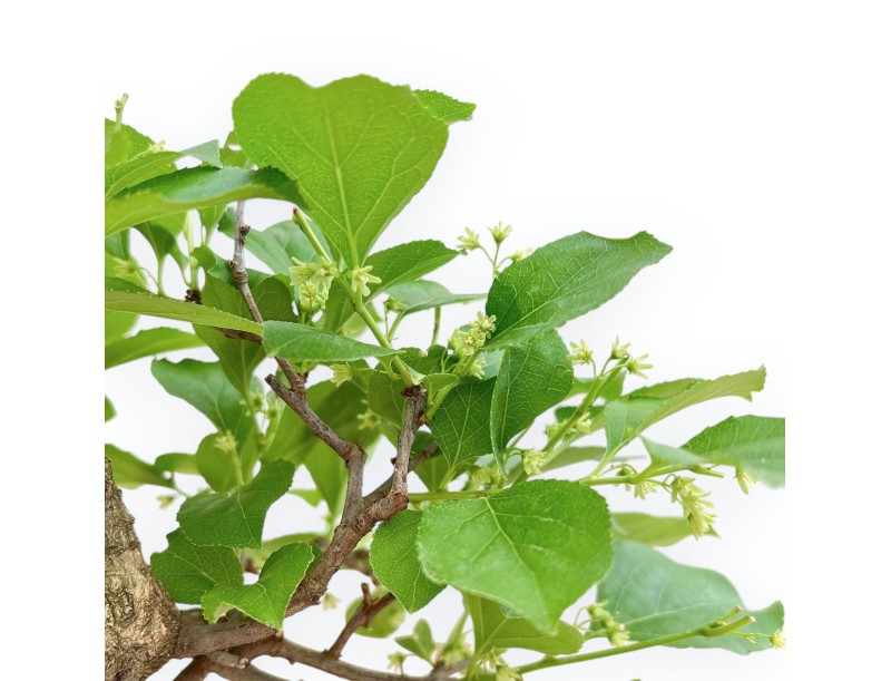 Celastrus Orbiculatus - Boomwurger - 19 cm