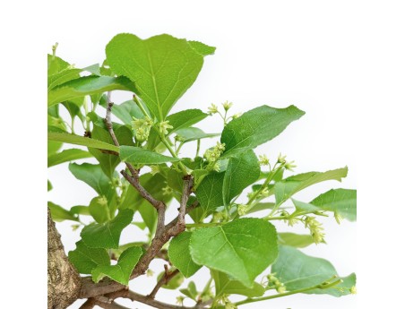 Celastrus Orbiculatus - Boomwurger - 19 cm